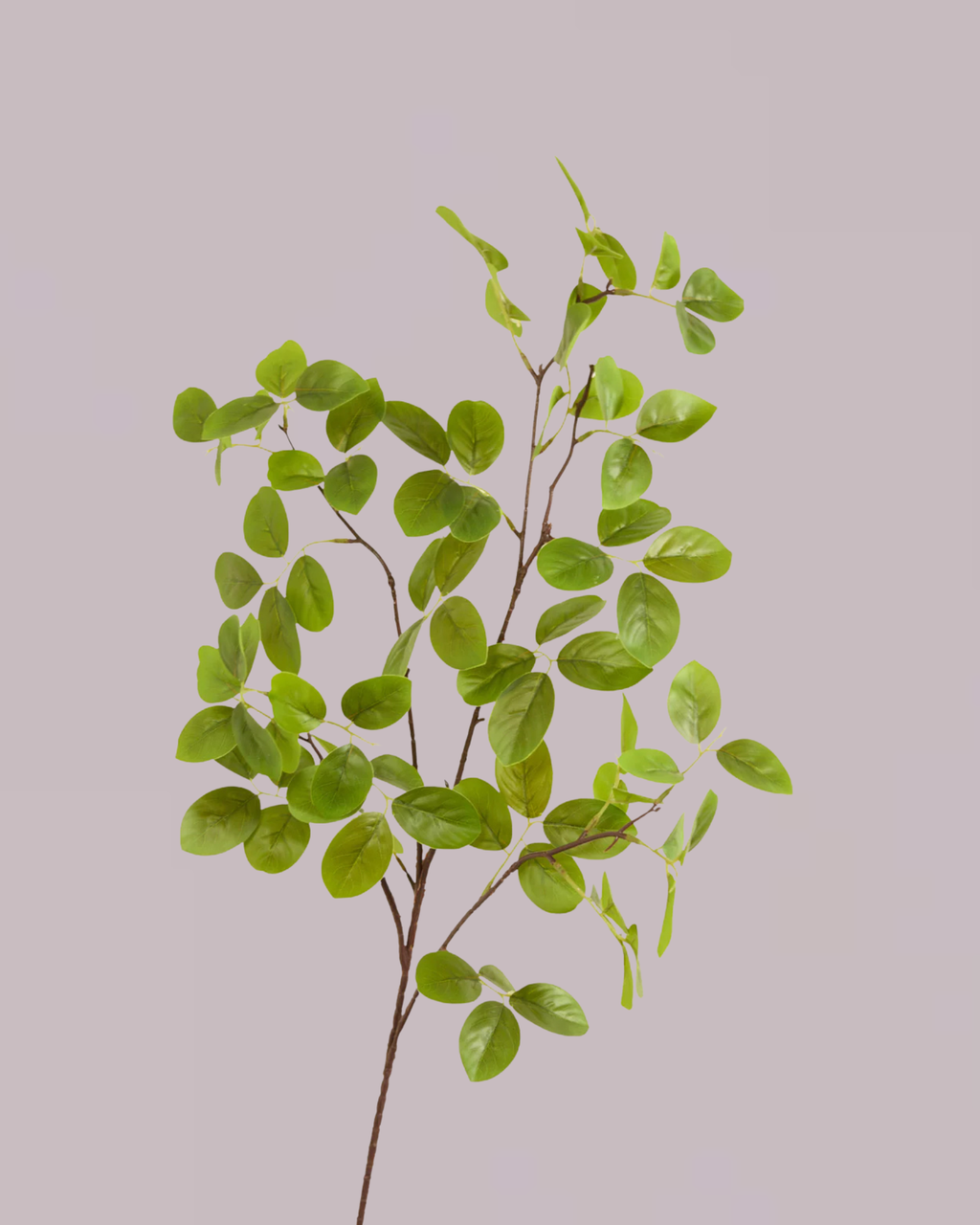 PENNY LEAF BRANCH