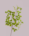 PENNY LEAF BRANCH
