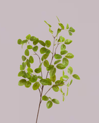 PENNY LEAF BRANCH