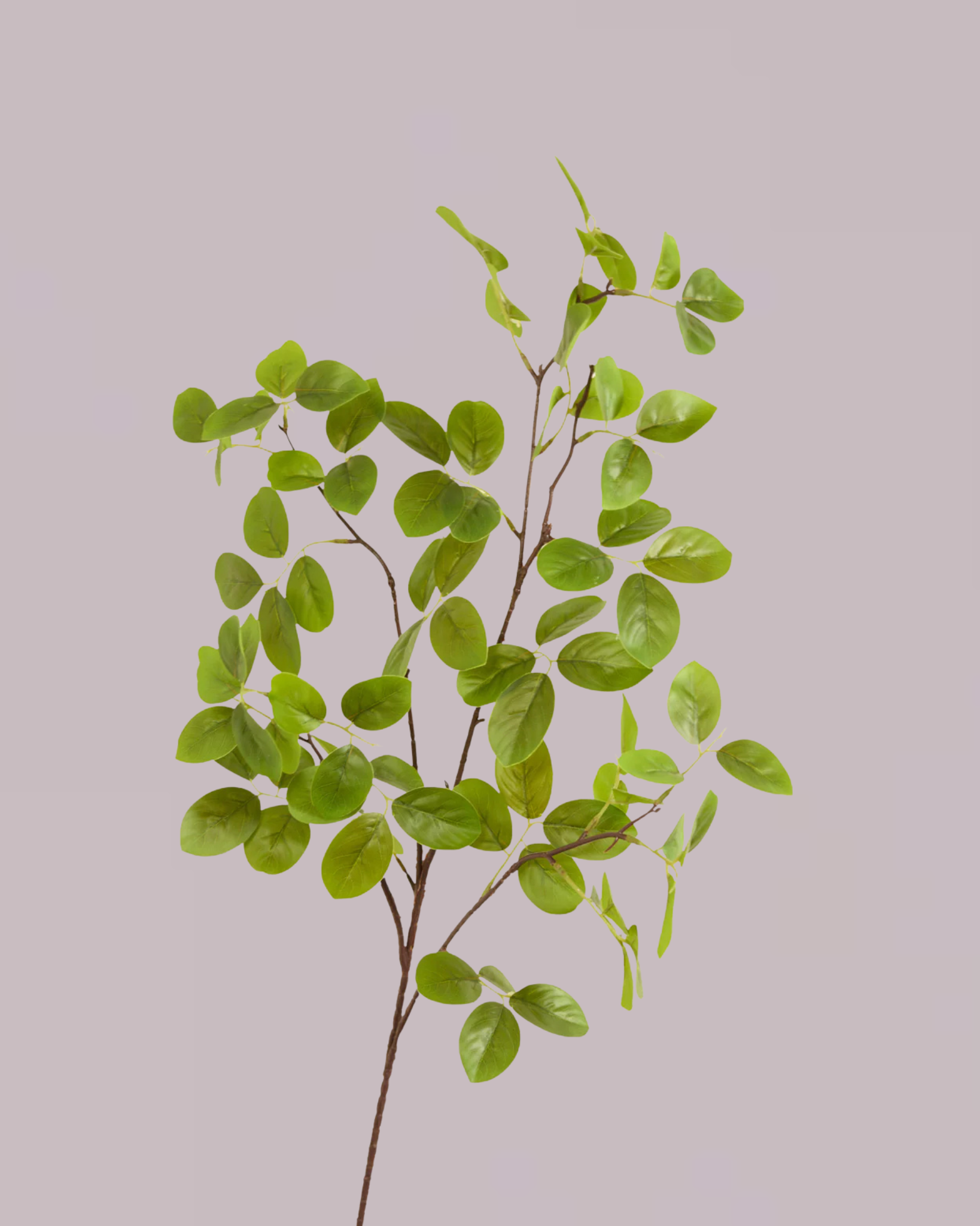 PENNY LEAF BRANCH