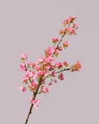 PINK BLOSSOM BRANCH