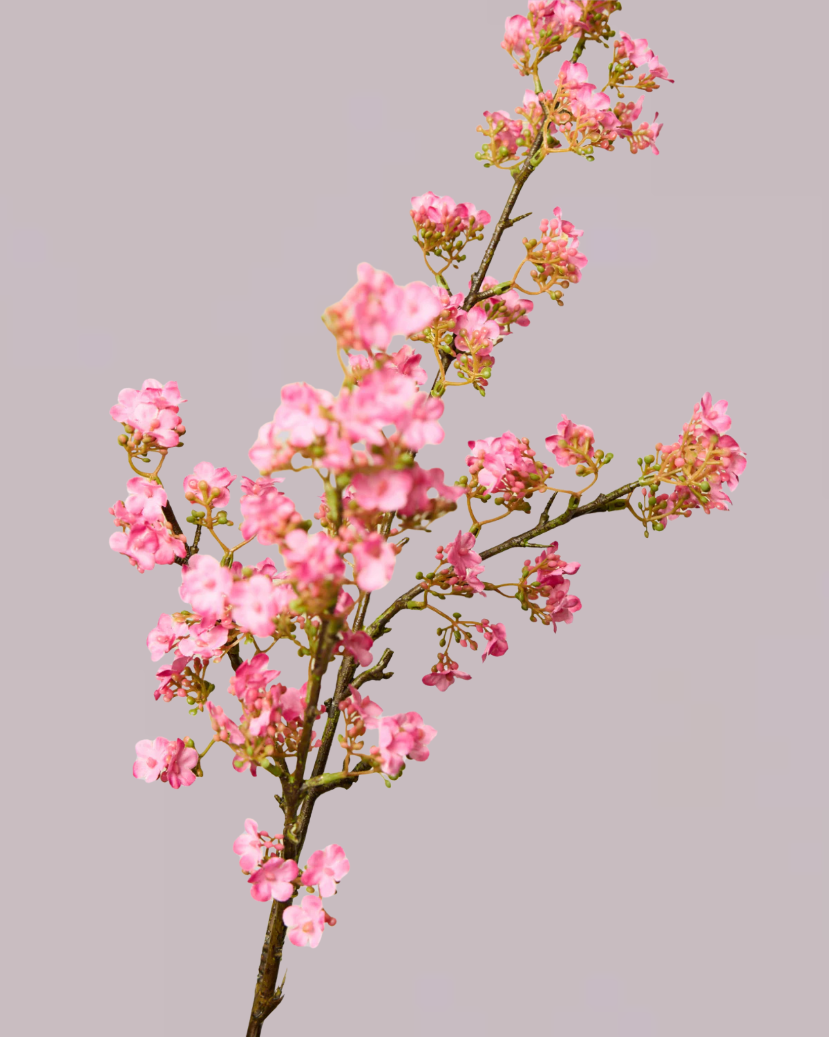 PINK BLOSSOM BRANCH