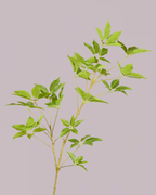 POINTED LEAF BRANCH 95CM