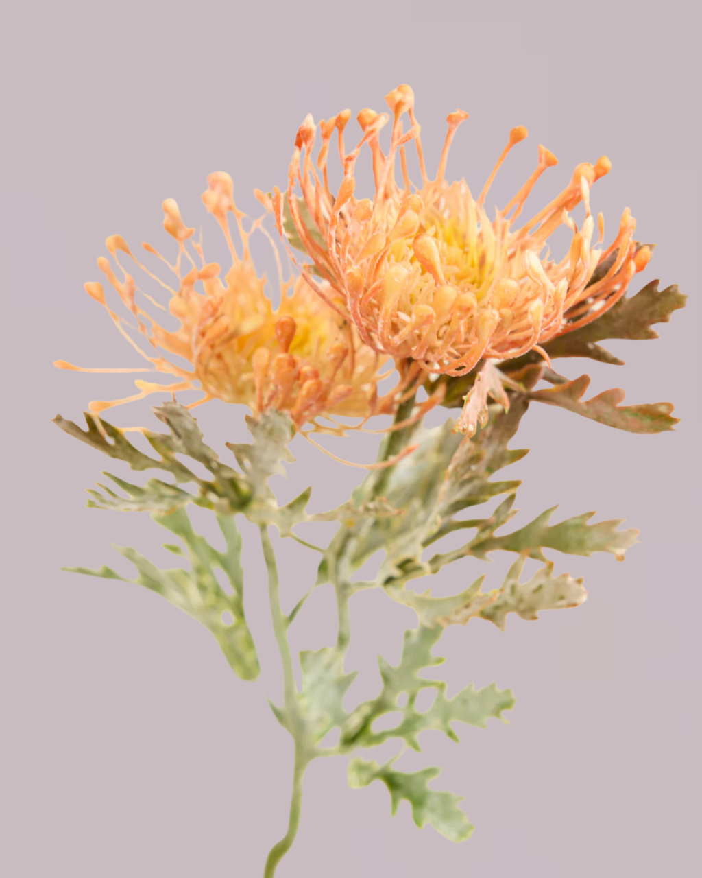 PROTEA SPRAY IN CHAMPAGNE