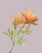 PROTEA SPRAY IN CHAMPAGNE