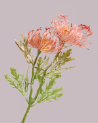PROTEA SPRAY IN DUSTY PINK