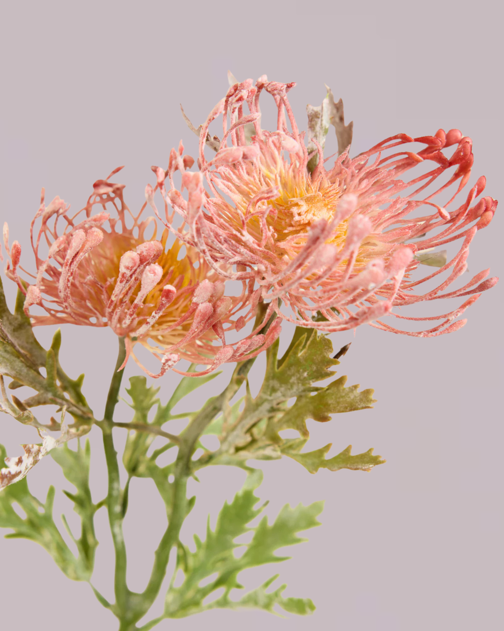 PROTEA SPRAY IN DUSTY PINK