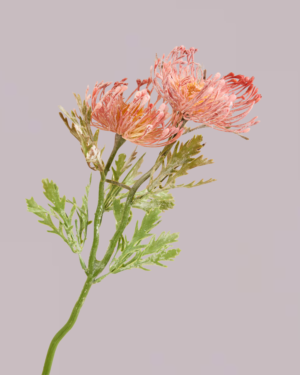 PROTEA SPRAY IN DUSTY PINK