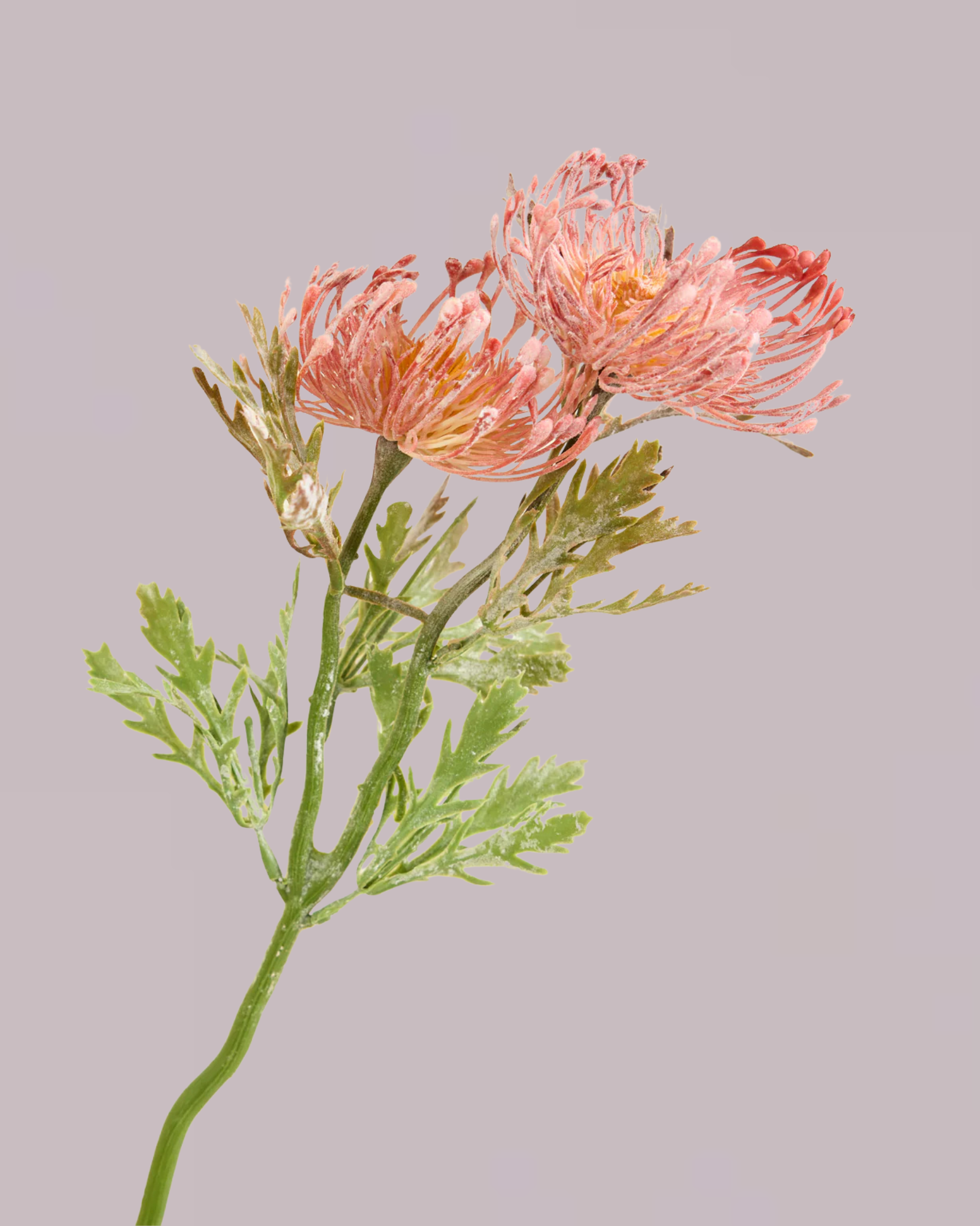 PROTEA SPRAY IN DUSTY PINK