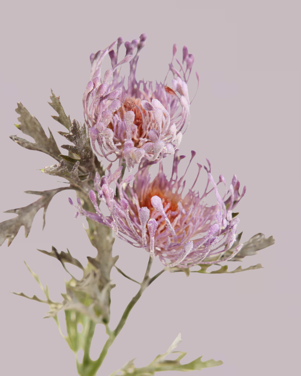 PROTEA SPRAY IN ULTRA VIOLET