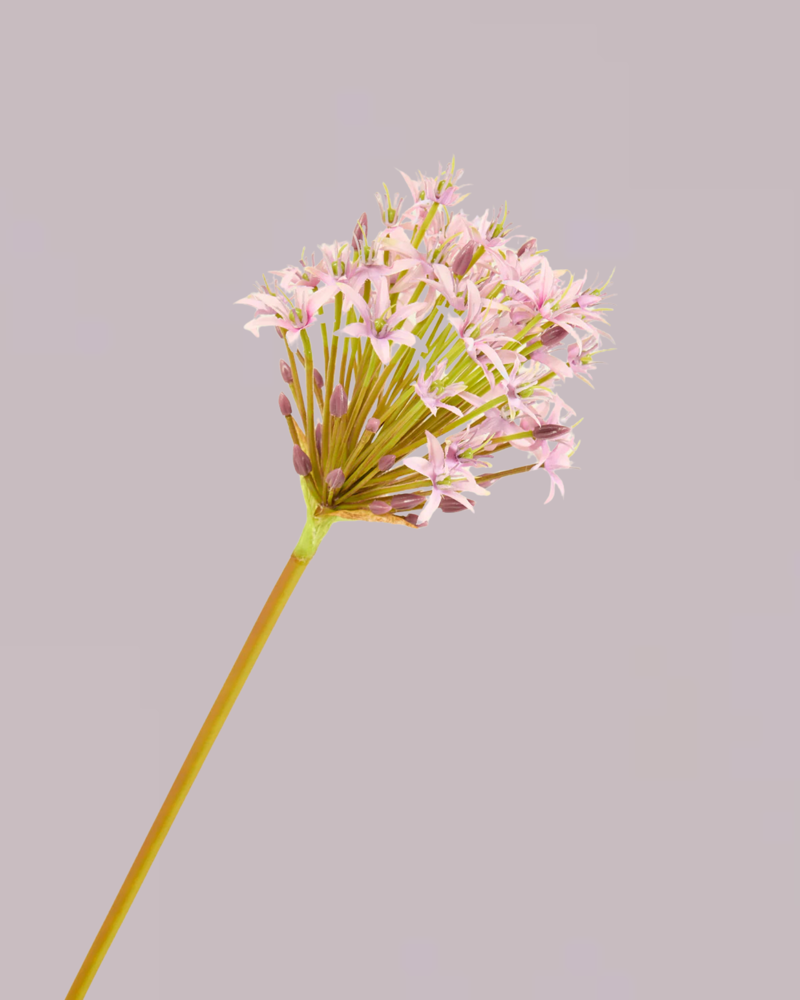 SILK-KA AGAPANTHUS IN PURPLE