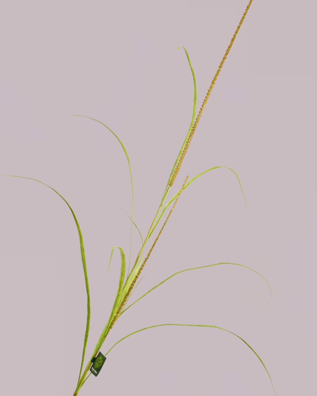 SILK-KA GRASS SPRAY 173CM