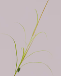 SILK-KA GRASS SPRAY 173CM