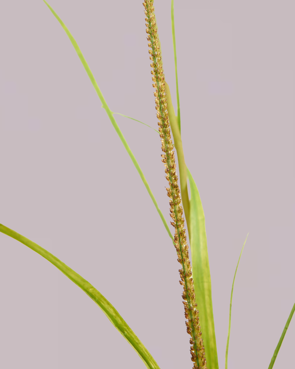 SILK-KA GRASS SPRAY 173CM