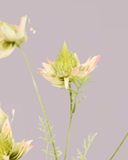 SILK-KA GREEN AND PINK PROTEA SPRAY 100CM