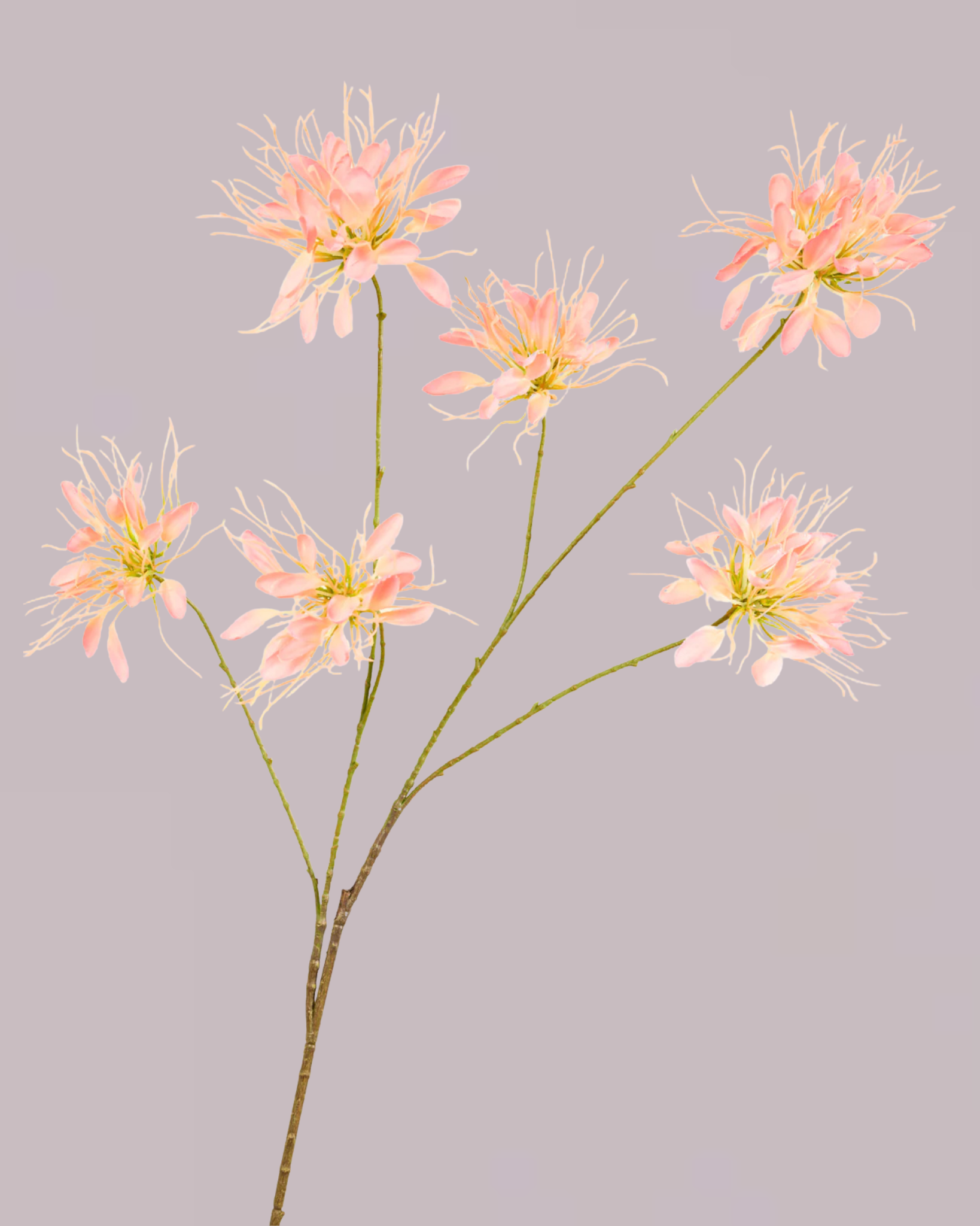 SILK-KA HONEYSUCKLE PINK 118CM