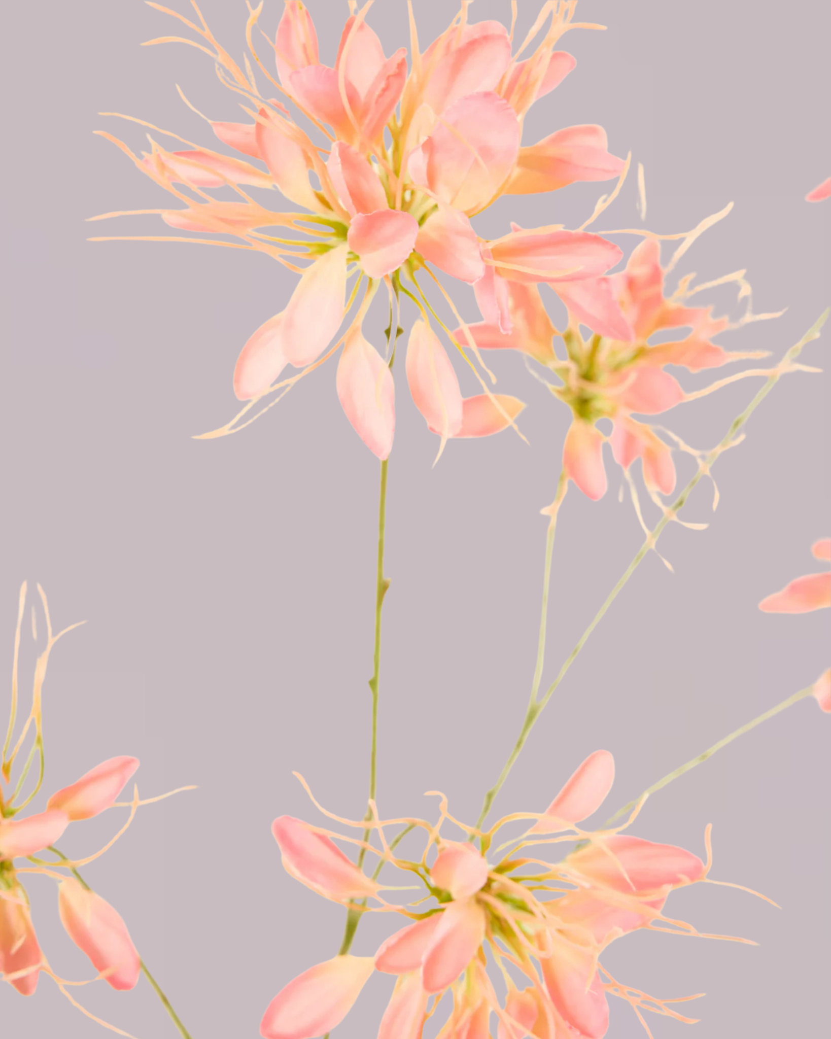 SILK-KA HONEYSUCKLE PINK 118CM