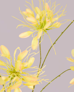 SILK-KA HONEYSUCKLE YELLOW 118CM