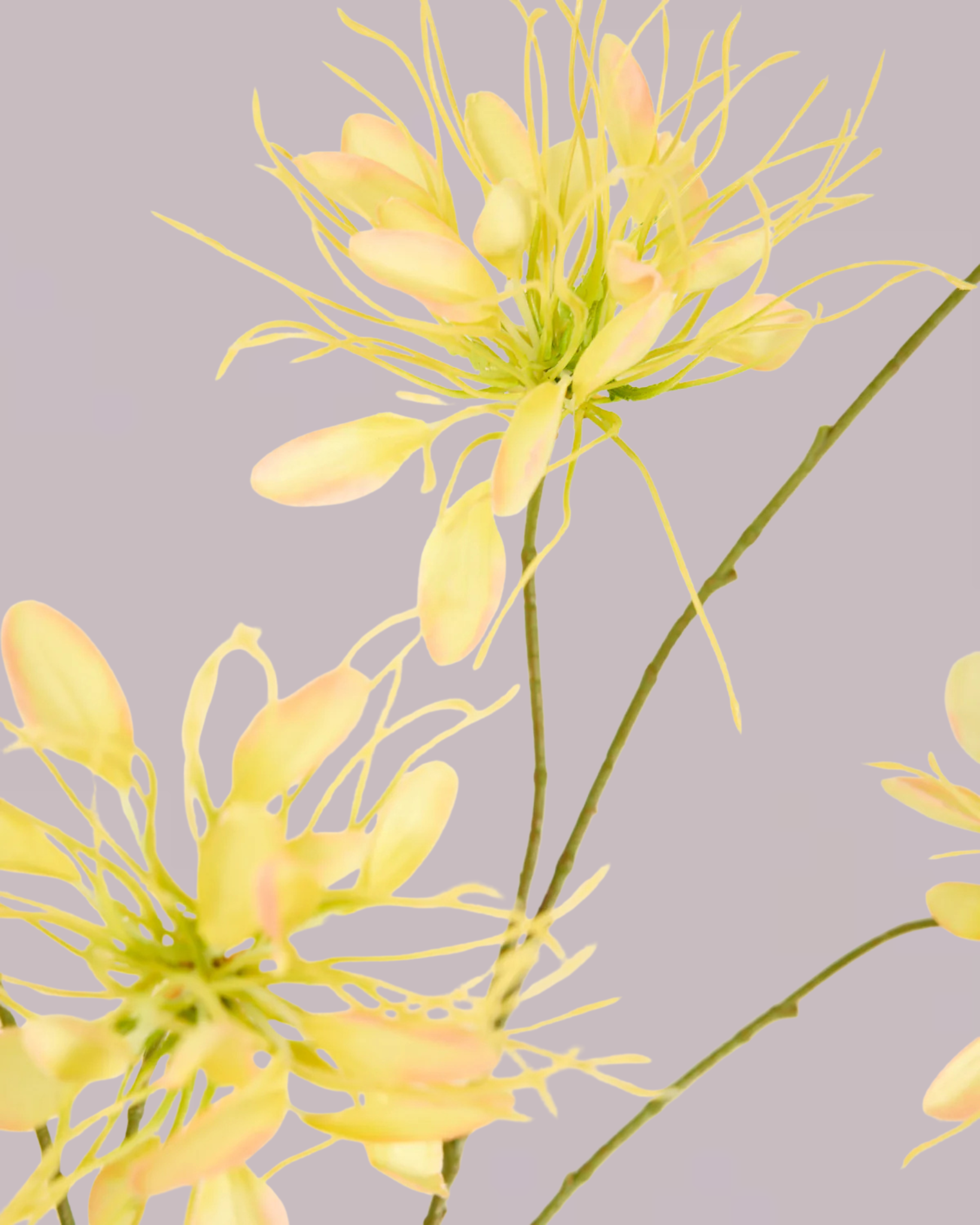 SILK-KA HONEYSUCKLE YELLOW 118CM