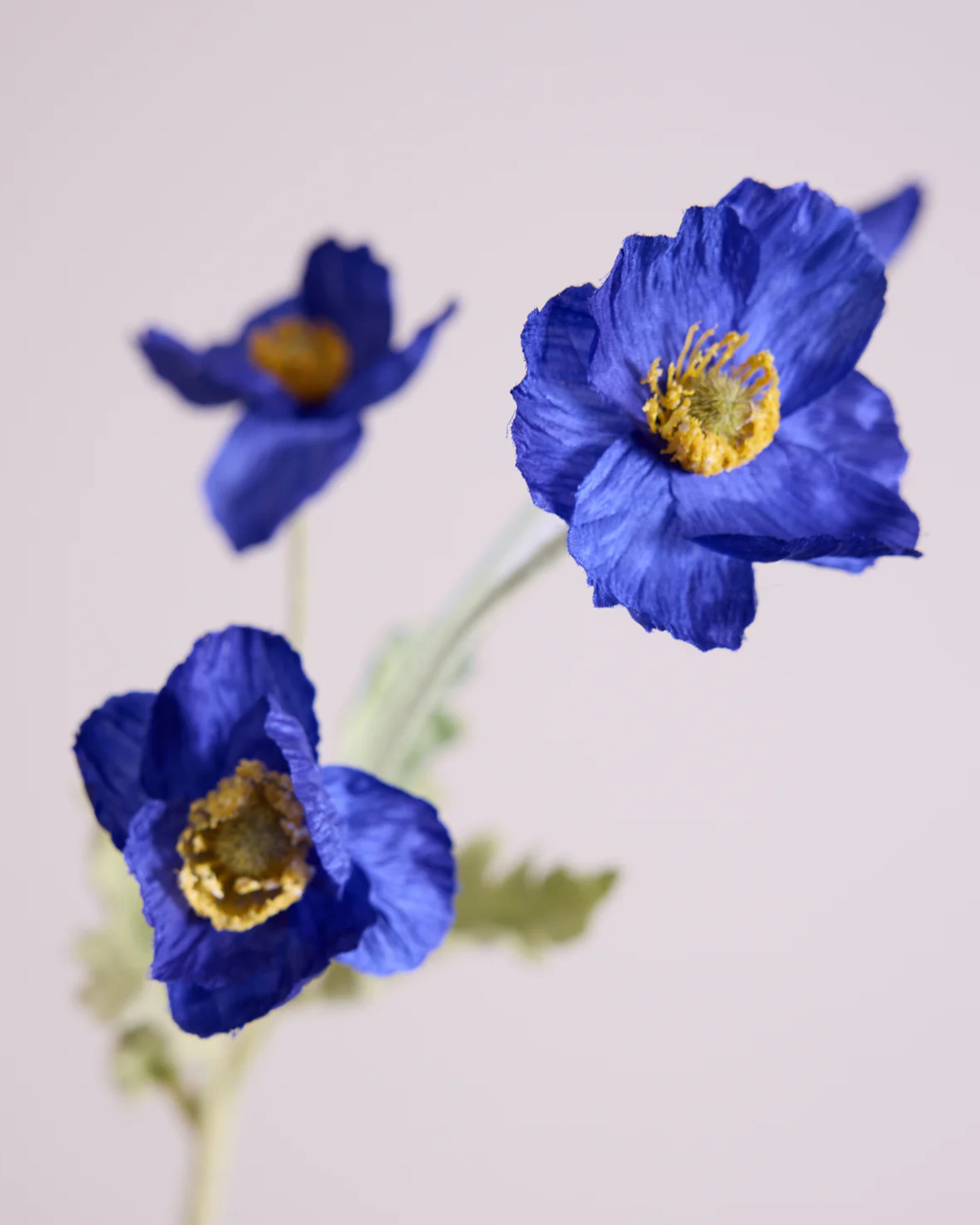 SILK POPPY IN DARK BLUE