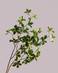 JAPANESE ENKIANTHUS LEAF SPRAY