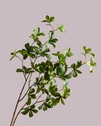 JAPANESE ENKIANTHUS LEAF SPRAY