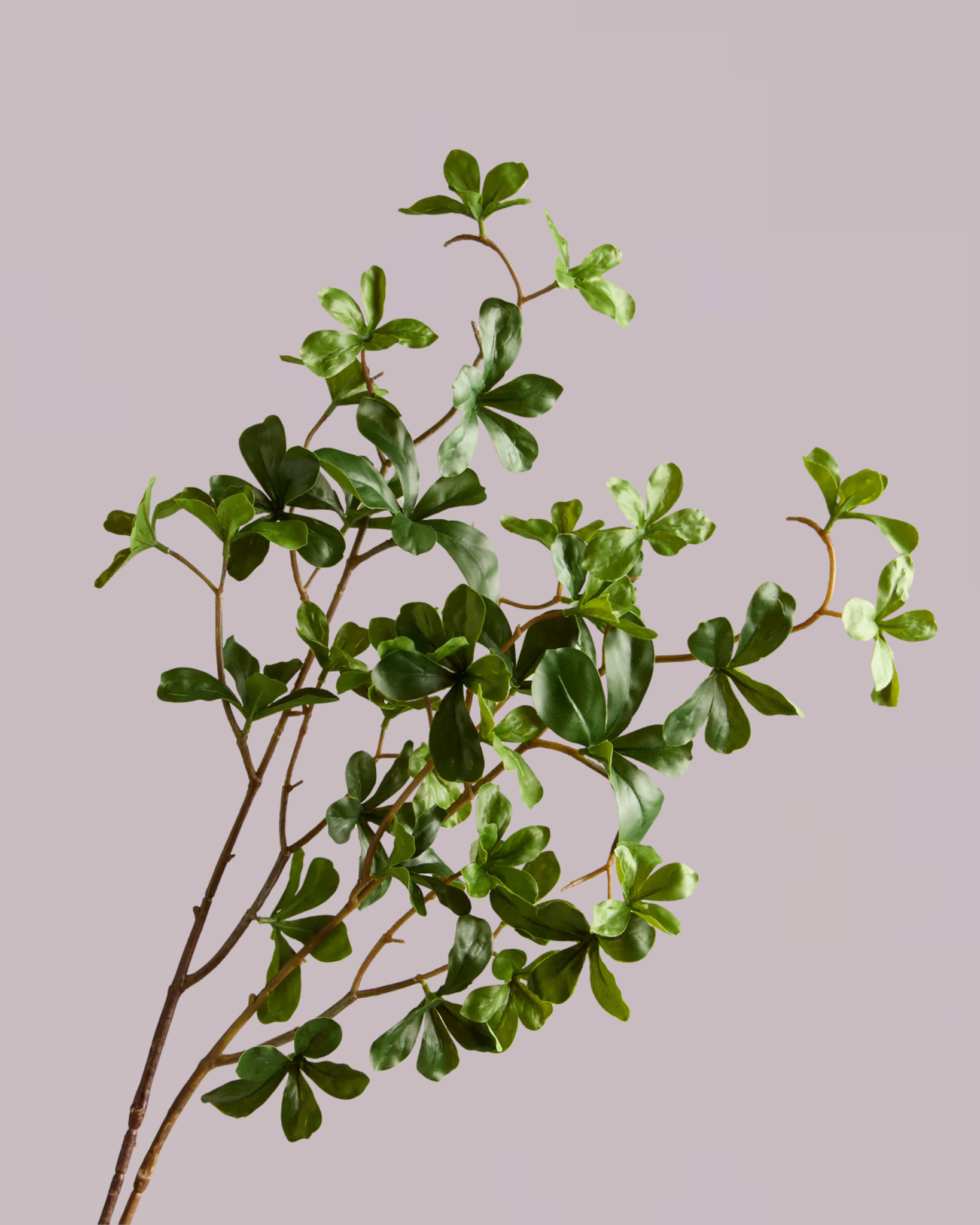 JAPANESE ENKIANTHUS LEAF SPRAY