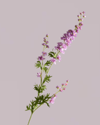 DELPHINIUM IN PURPLE