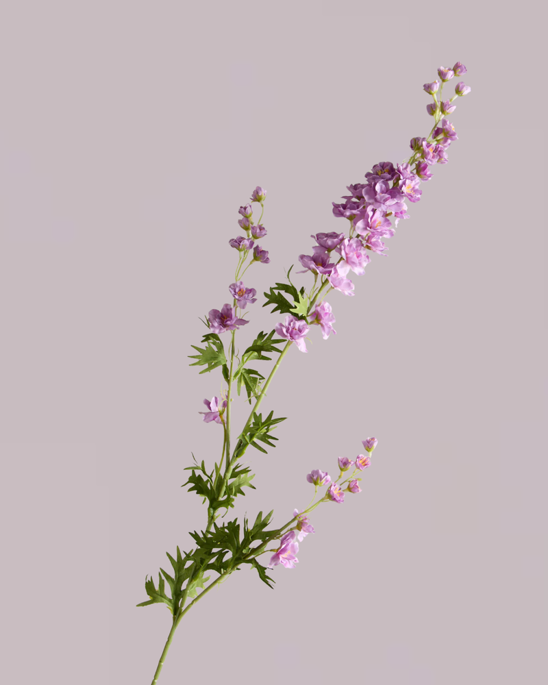 DELPHINIUM IN PURPLE