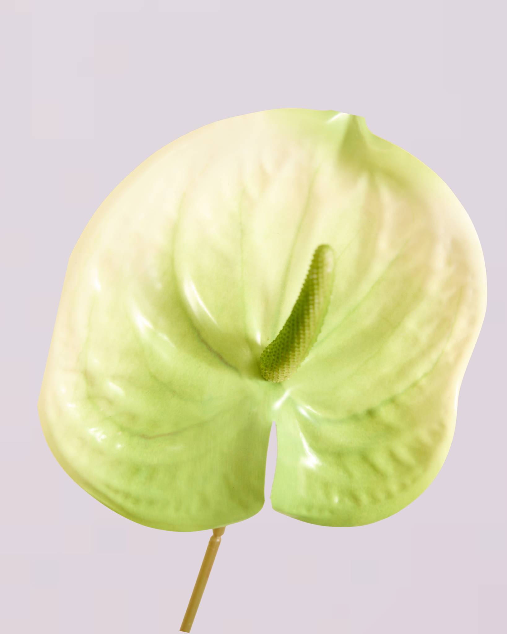 XL GREEN AND WHITE ANTHURIUM