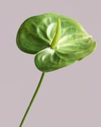 ANTHURIUM IN GREEN