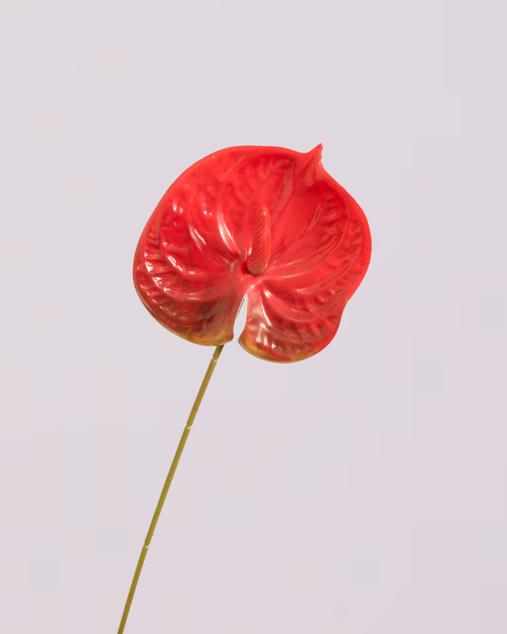 XL SPICY RED ANTHURIUM