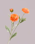 ORANGE RANUNCULUS (3 HEADS)