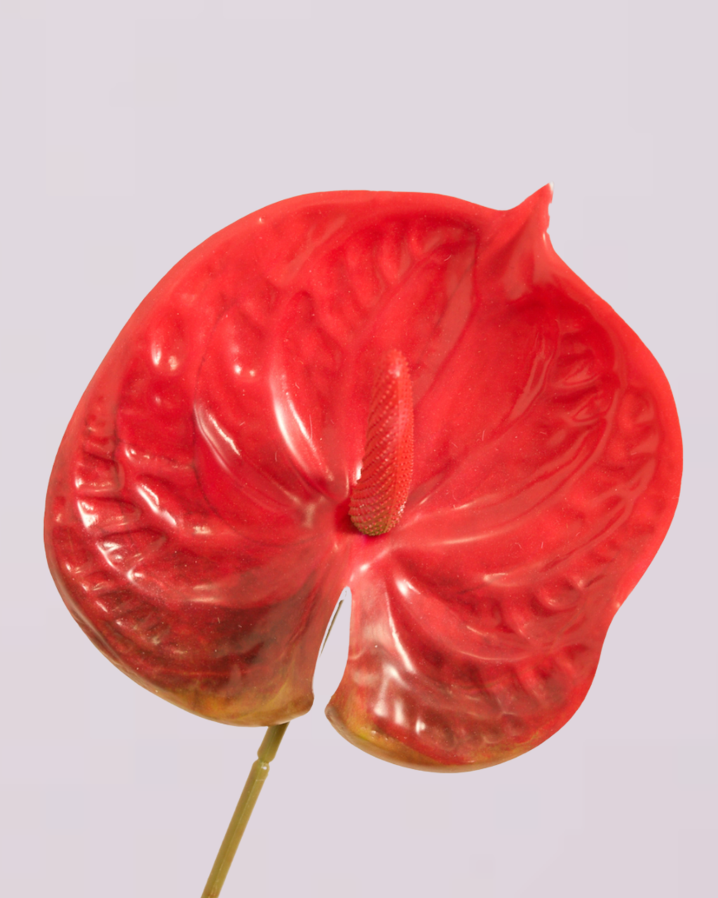 XL SPICY RED ANTHURIUM