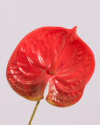 XL SPICY RED ANTHURIUM