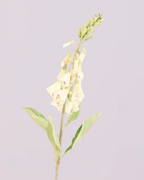 FOXGLOVE IN WHITE