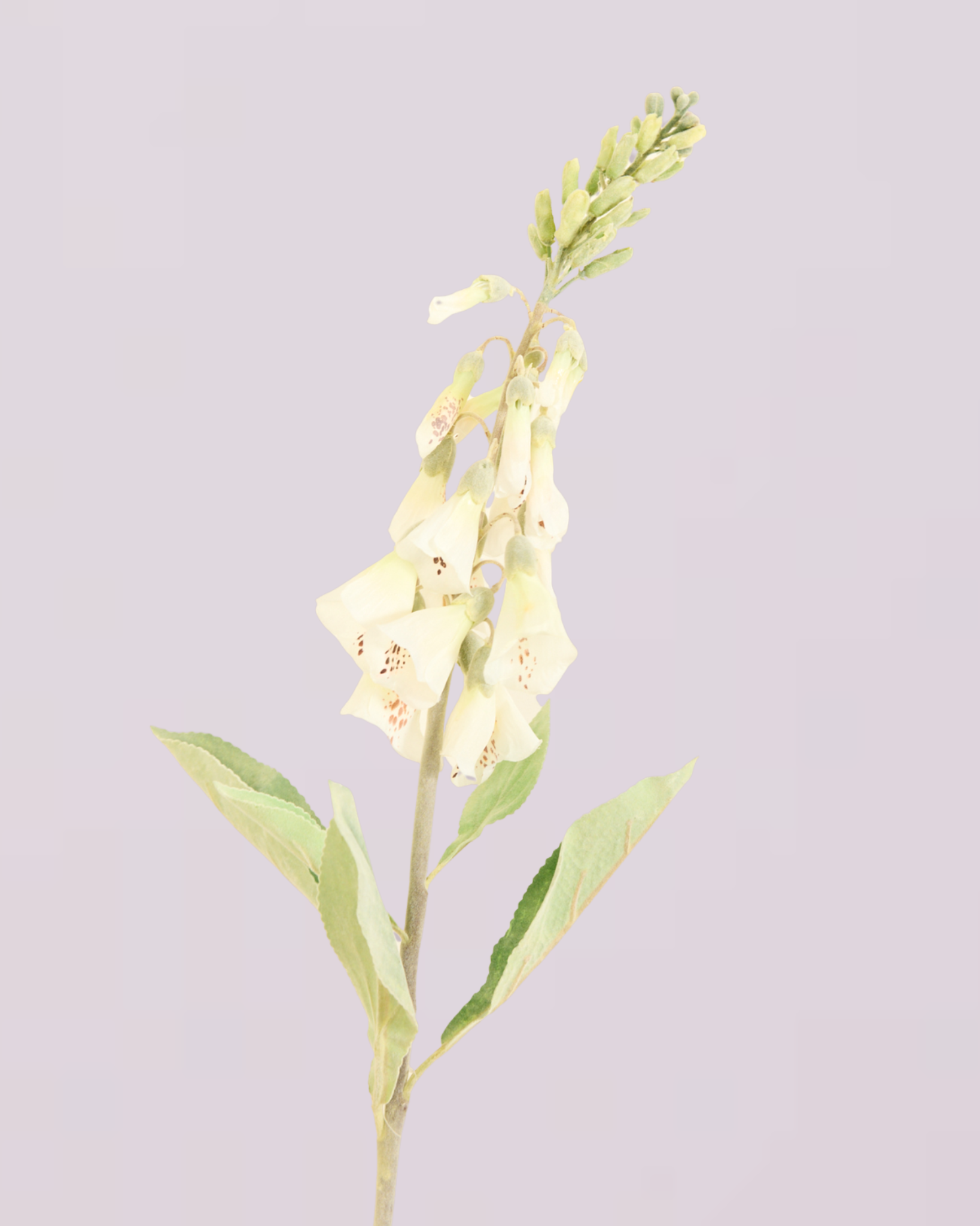 FOXGLOVE IN WHITE