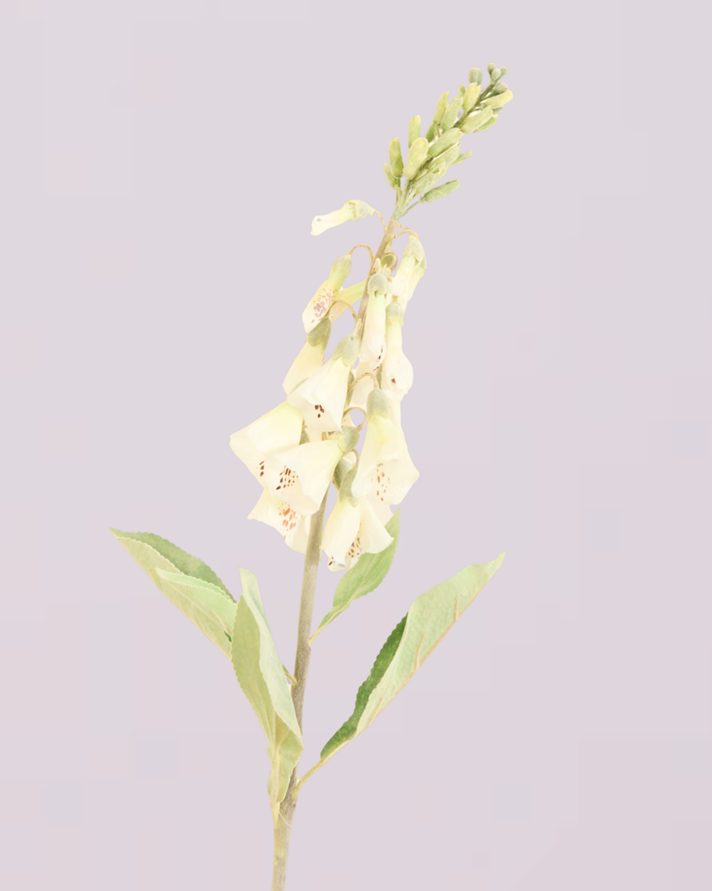 FOXGLOVE IN WHITE