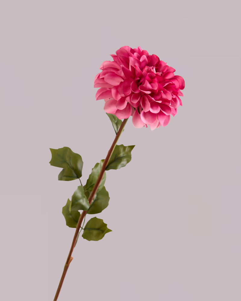 SINGLE DAHLIA IN PINK