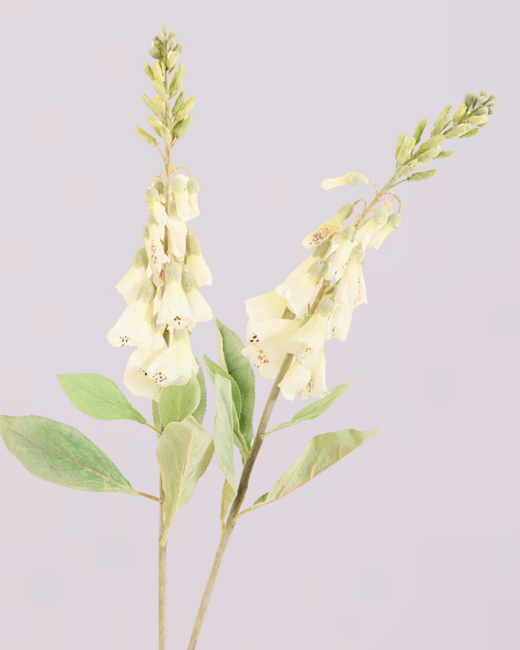FOXGLOVE IN WHITE