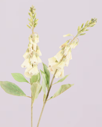FOXGLOVE IN WHITE