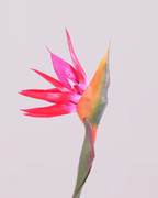 PINK BIRD OF PARADISE