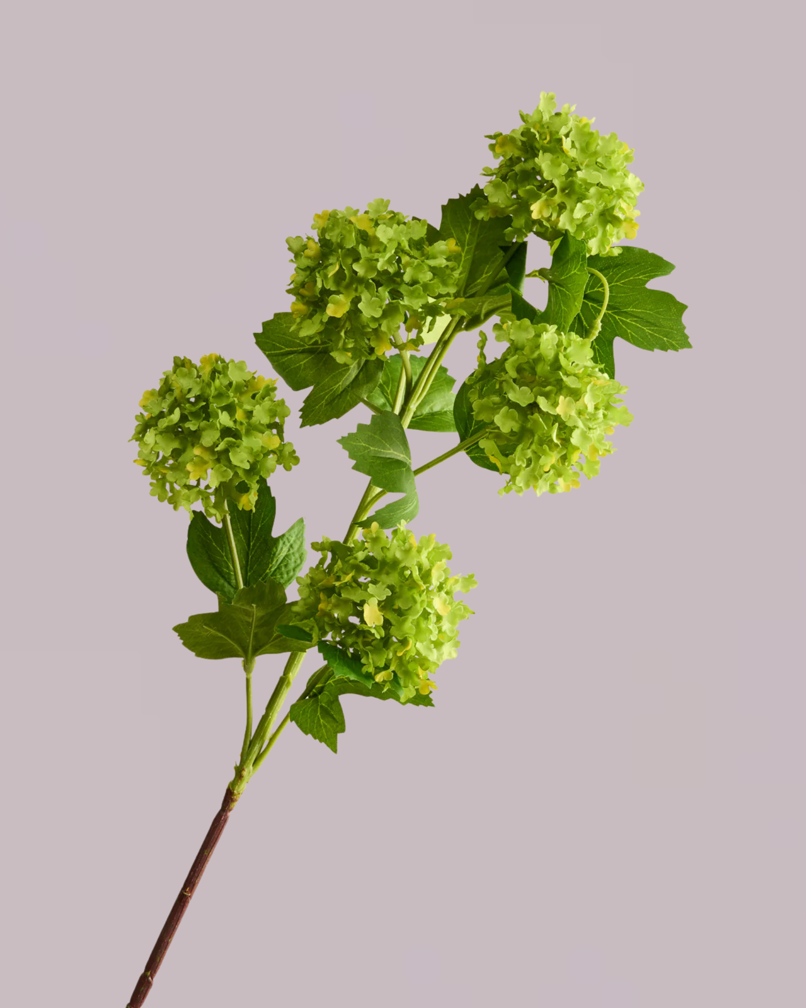 HYDRANGEA BALLS IN GREEN