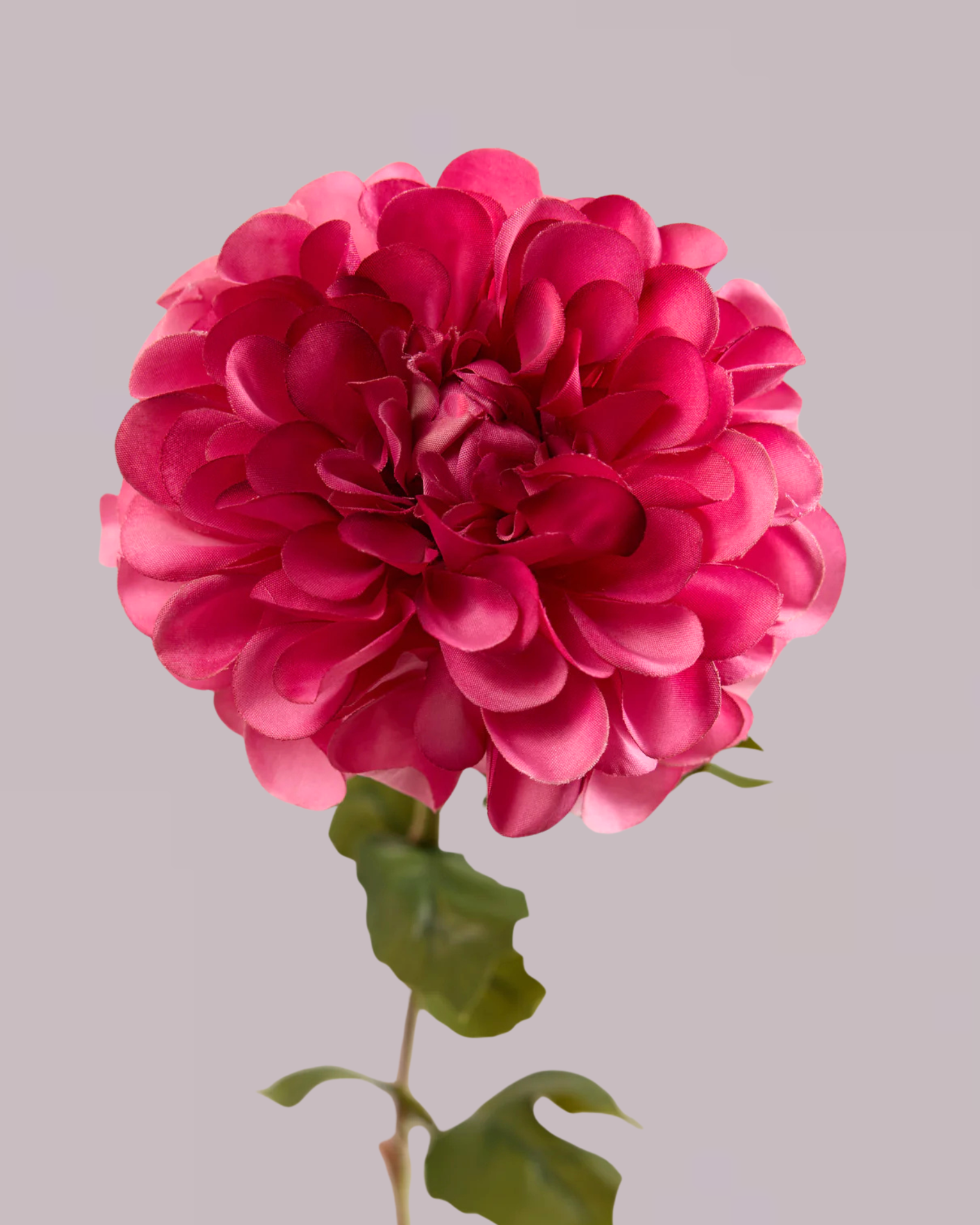 SINGLE DAHLIA IN PINK