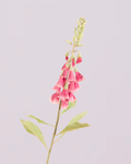 FOXGLOVE IN FUSCHIA