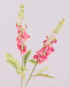 FOXGLOVE IN FUSCHIA