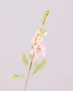 FOXGLOVE IN PINK