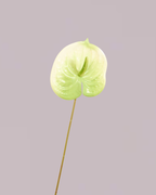 XL GREEN AND WHITE ANTHURIUM