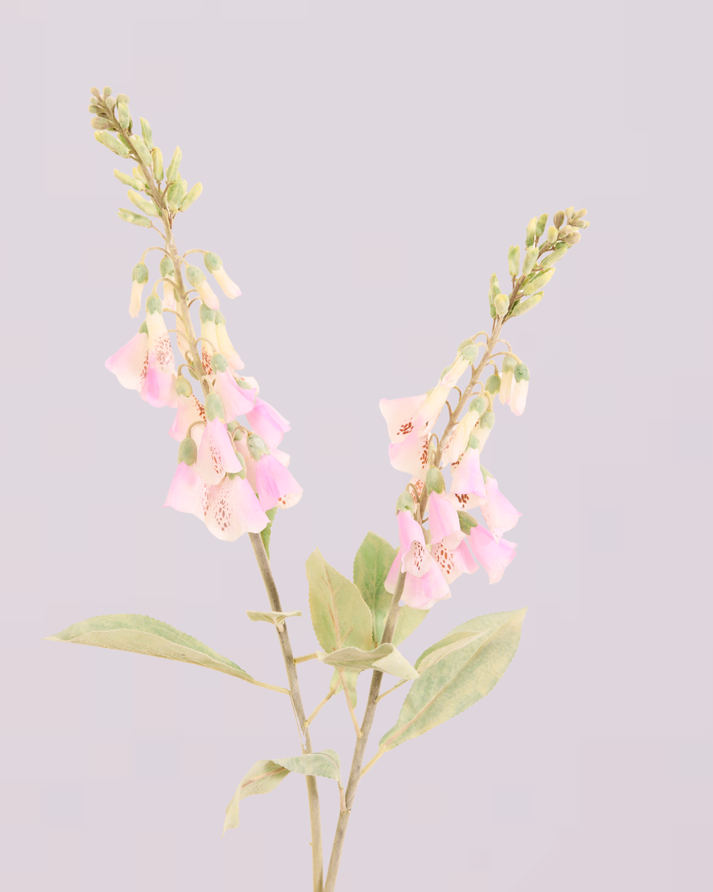 FOXGLOVE IN PINK