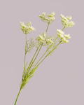 White Queen Annes Lace Spray